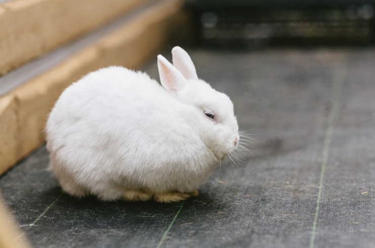 うさぎが縮こまっている画像